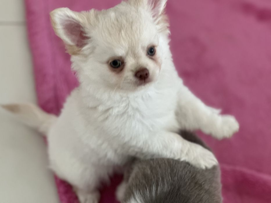 Chihuhua suczka długowłosa