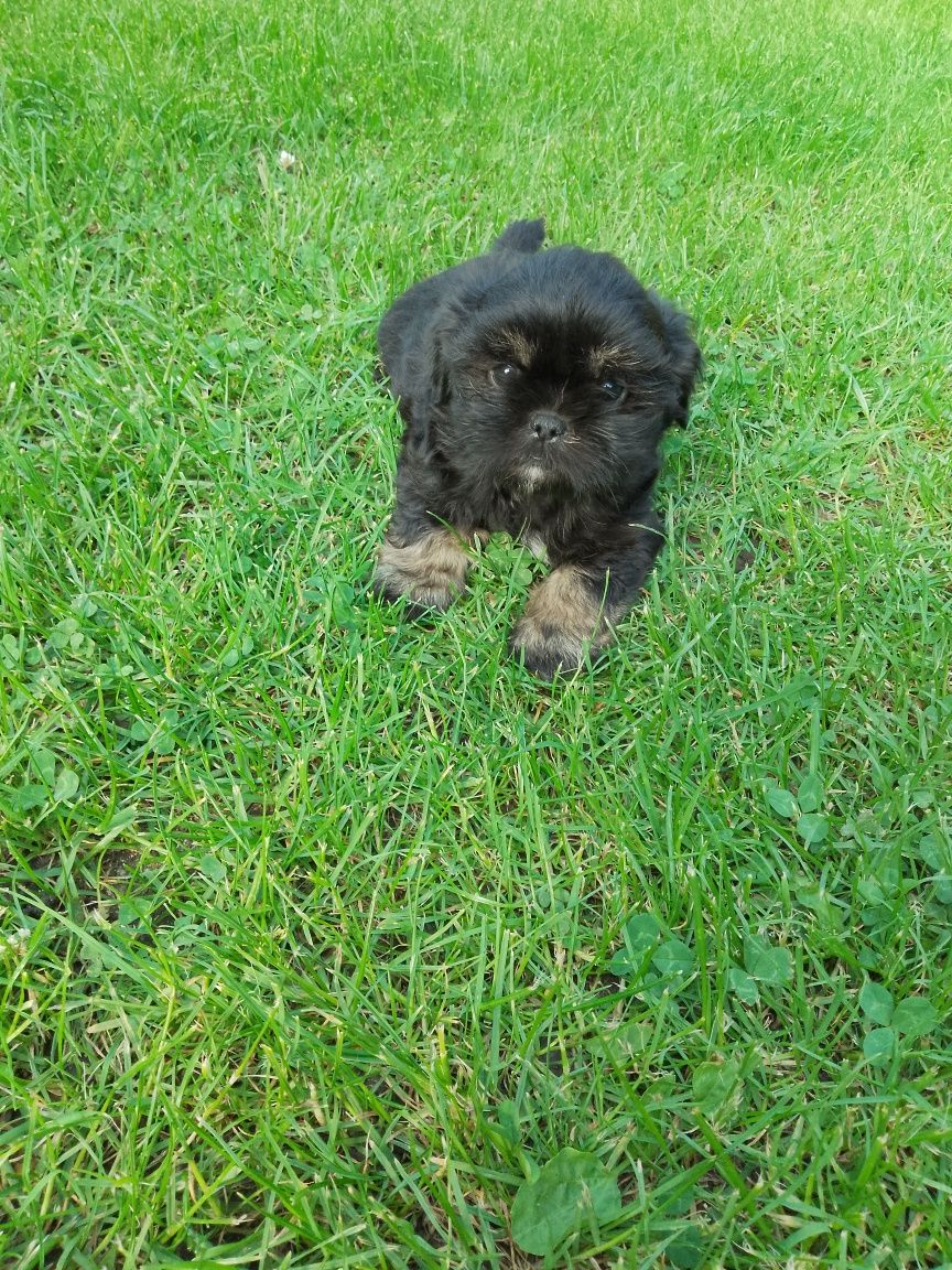 Shih tzu - piesek
