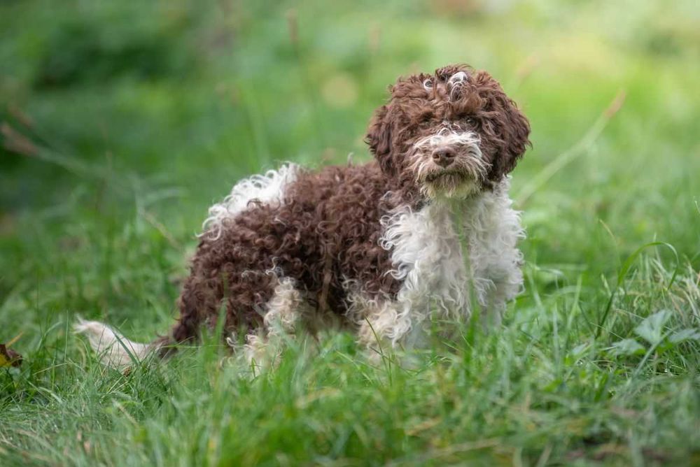 Lagotto Romagnolo - bystry chłopiec ZKwP FCI