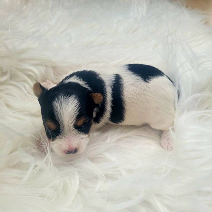 Yorkshire terrier biewer