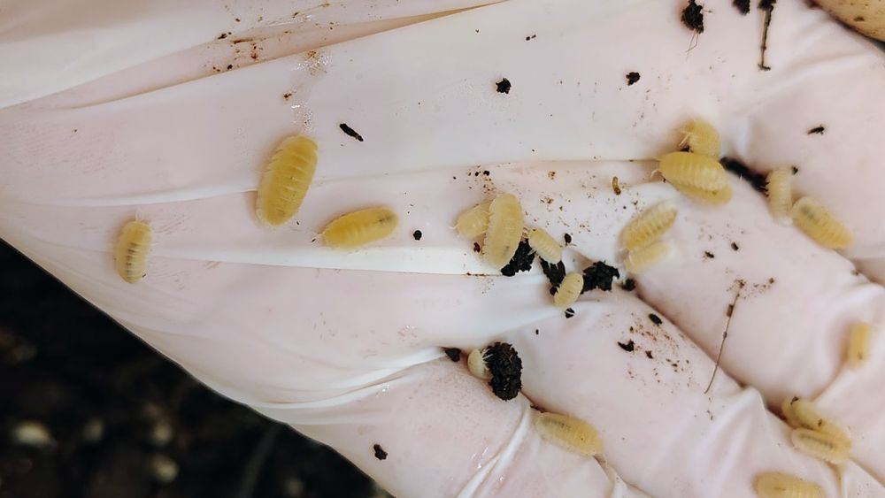 Isopody Cubaris murina glacier