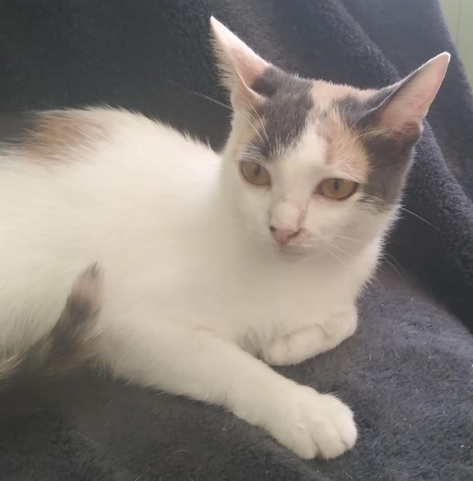 Трьохколірна красуня шукає дім