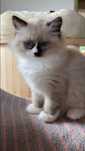 Kot rasowy Ragdoll