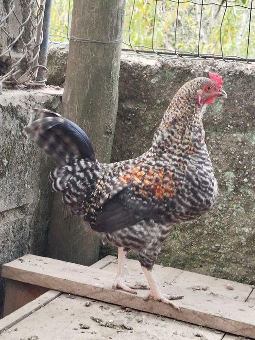 Galo nascido de ovos azuis