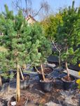 Sosna Górska 'pinus mugo beskydy' 20letnia
