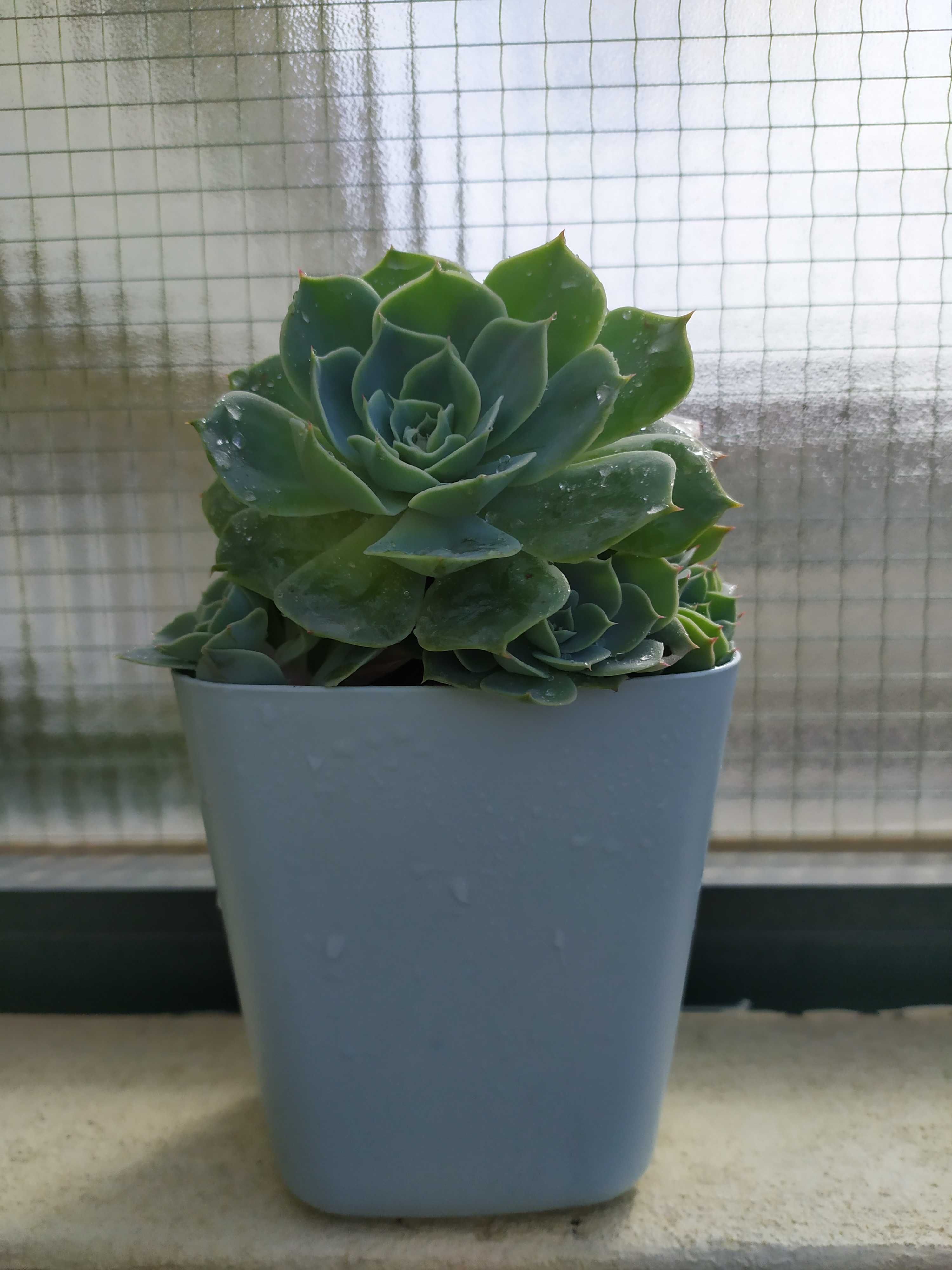 Echeveria Peacok