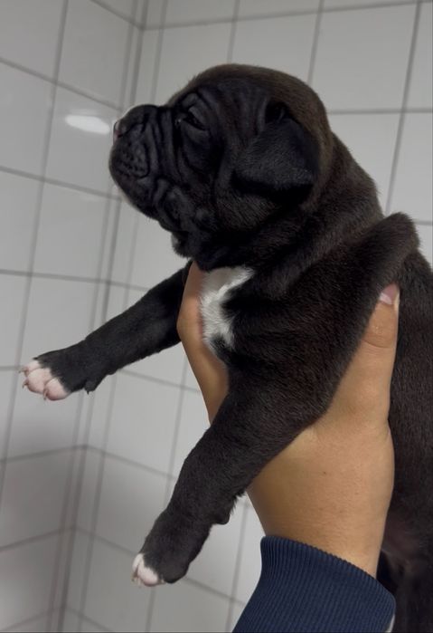 American Bully Macho