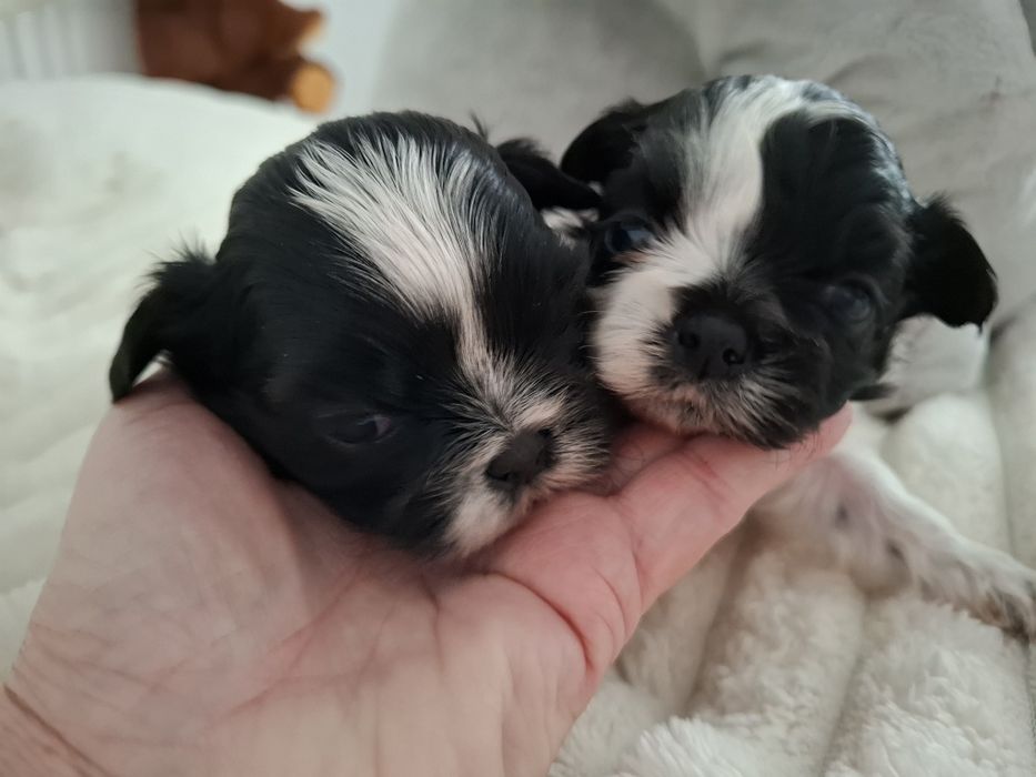 Shih-tzu szczeniaczki