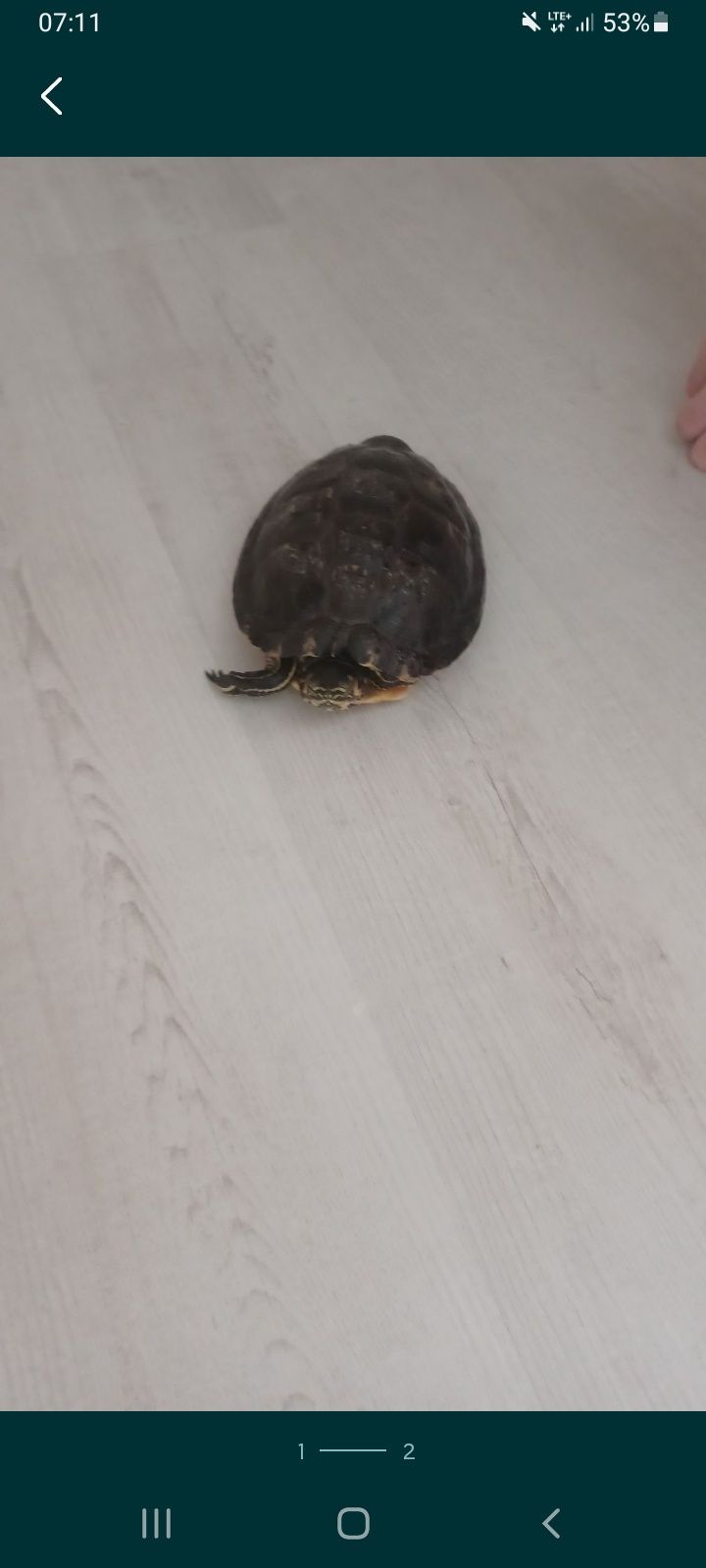 Żółw wodno lądowy