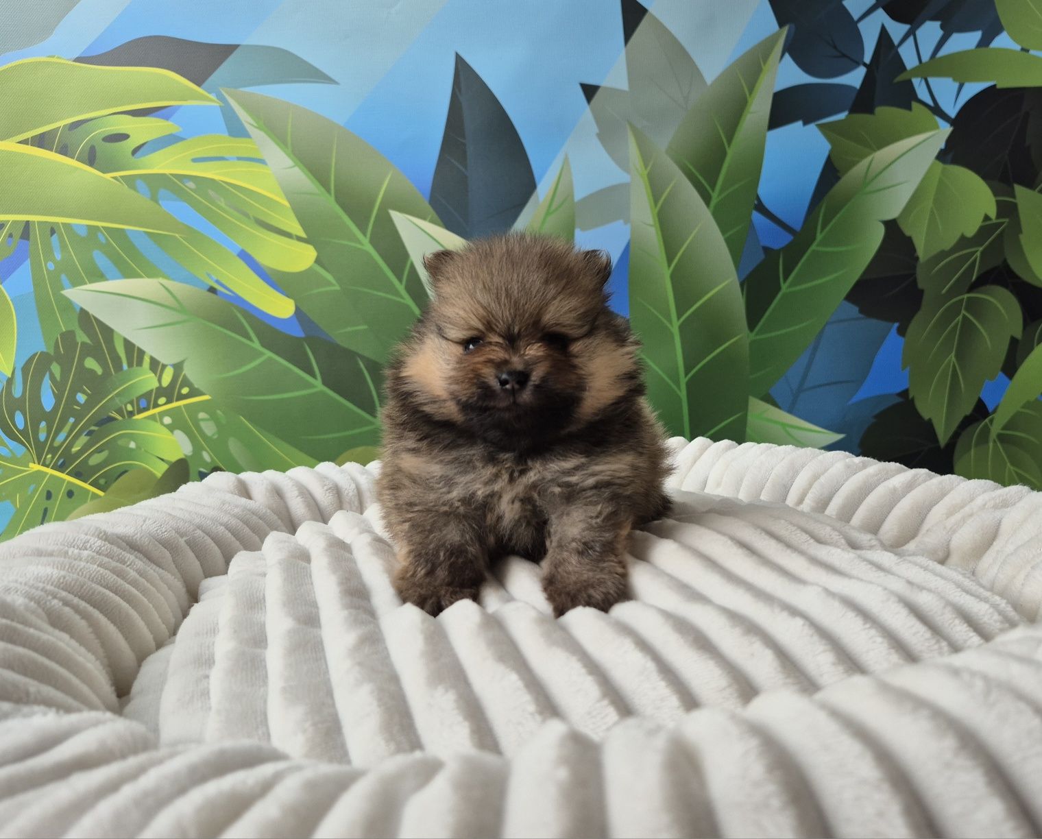 pomeranian szpic miniaturowy chłopiec dostępny do rezerwacji