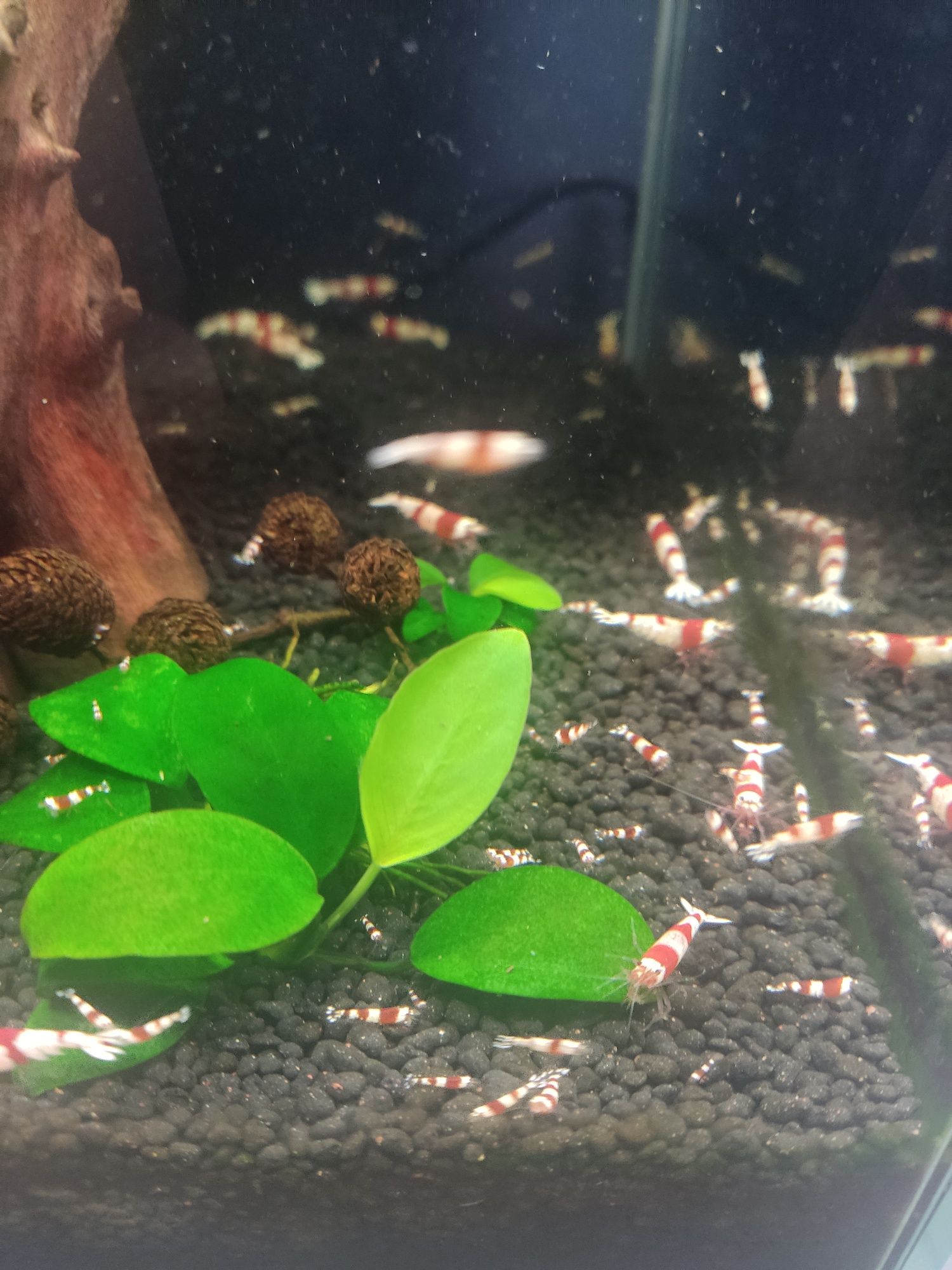 Krewetki CRYSTAL RED Caridana
