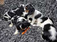 Cavalier king charles spaniel