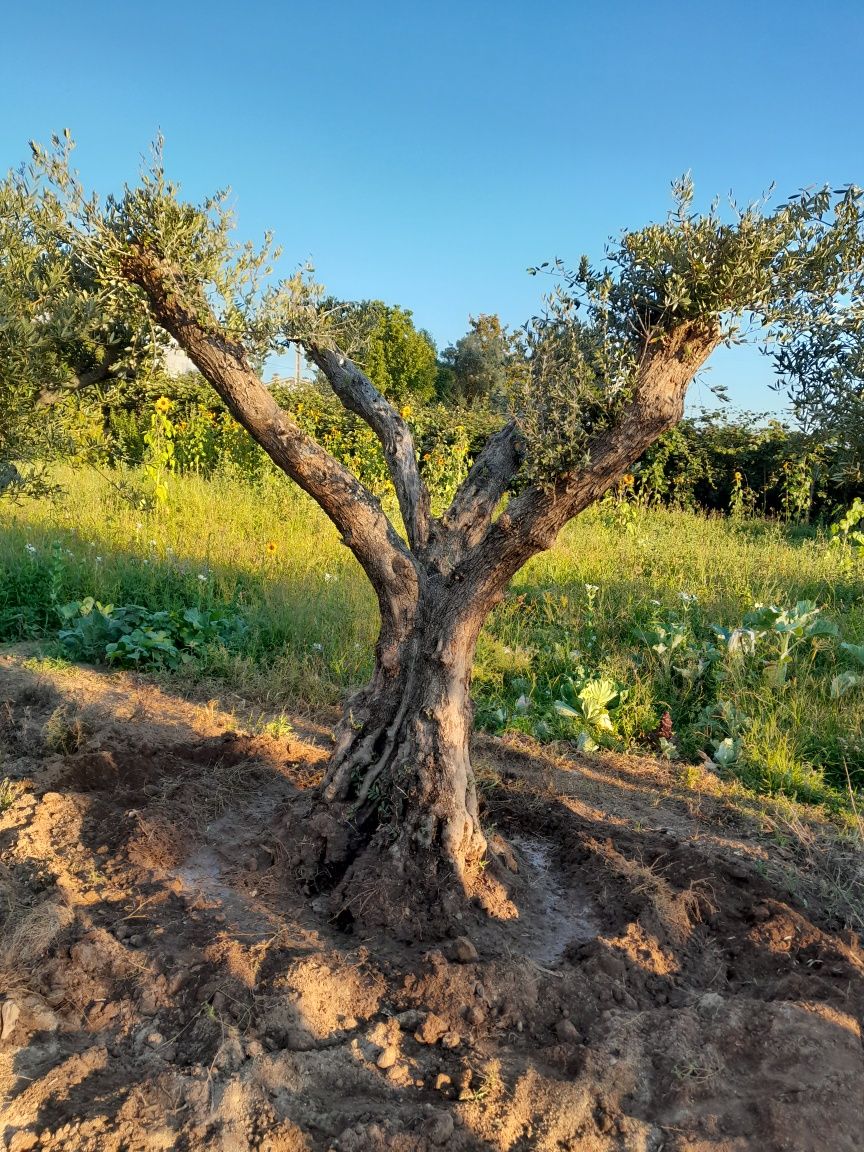 Oliveiras centenarias