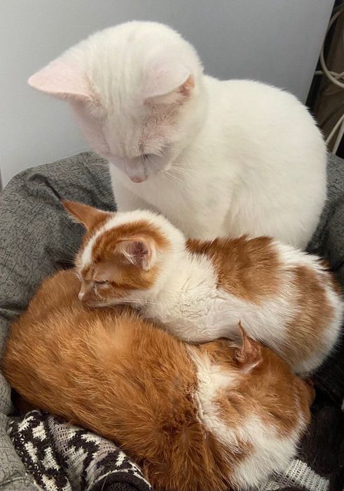 Віддамо котика, 5 місяців