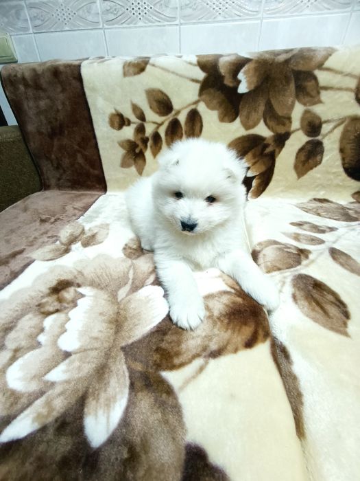 Цуценята самоїда