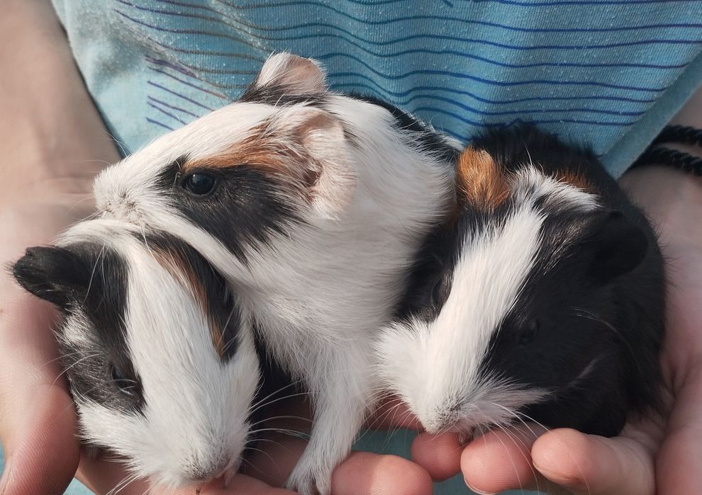 Віддам морські свинки