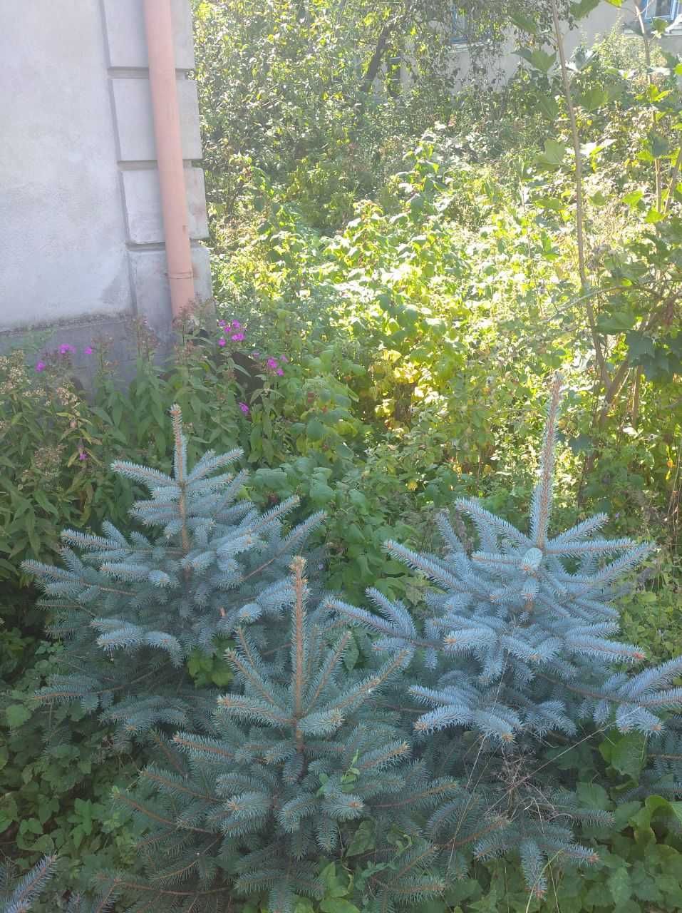 Ялина (Голуба) для декору та саду