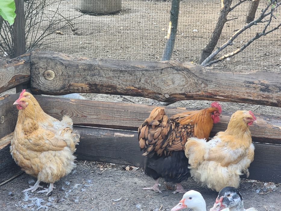 Продам курей породи оргпінгтон