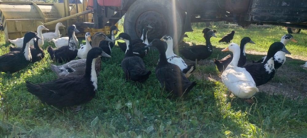 Kaczka dworka Pekin ruan mix