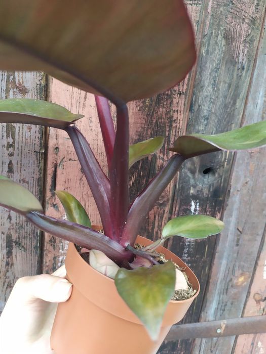 Філодендрон Біркін, ред