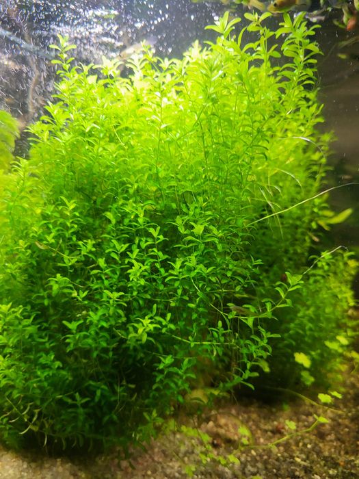 Roślina akwariowa Hemiantus,