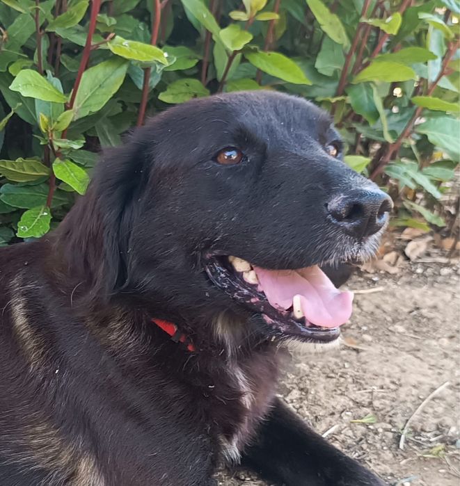 Eri- A Cadelinha resgatada pelos bombeiros!