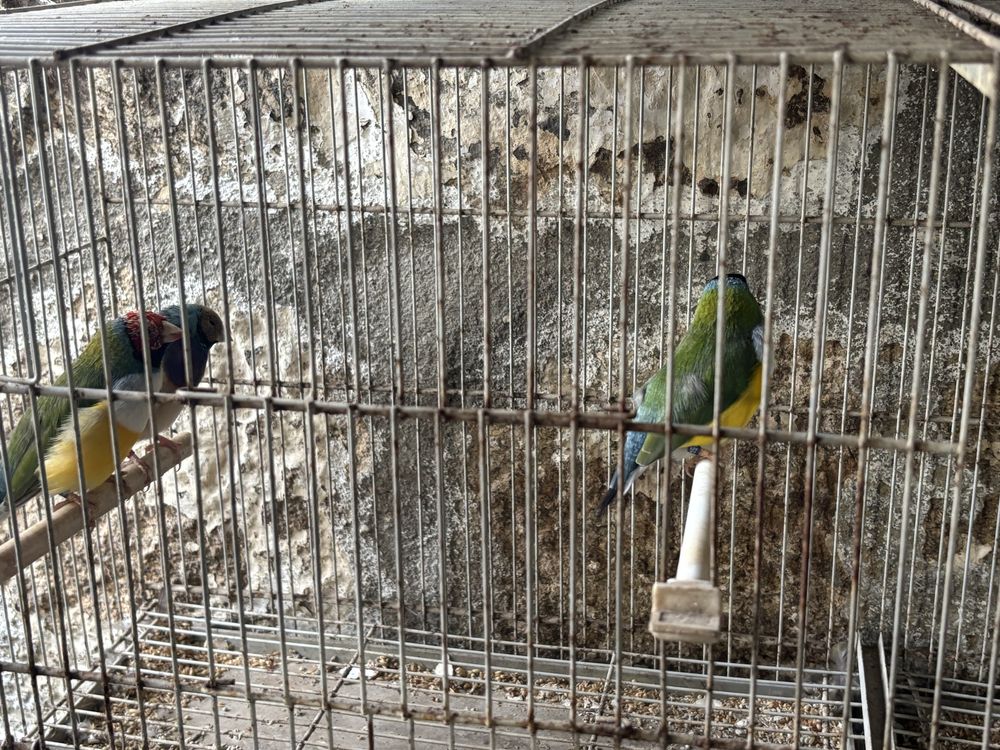 Diamante gould,gaiolas e acessorios