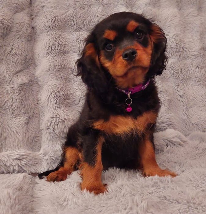 Cavalier King charles spaniel ZKwP/FCI gotowy do odbioru