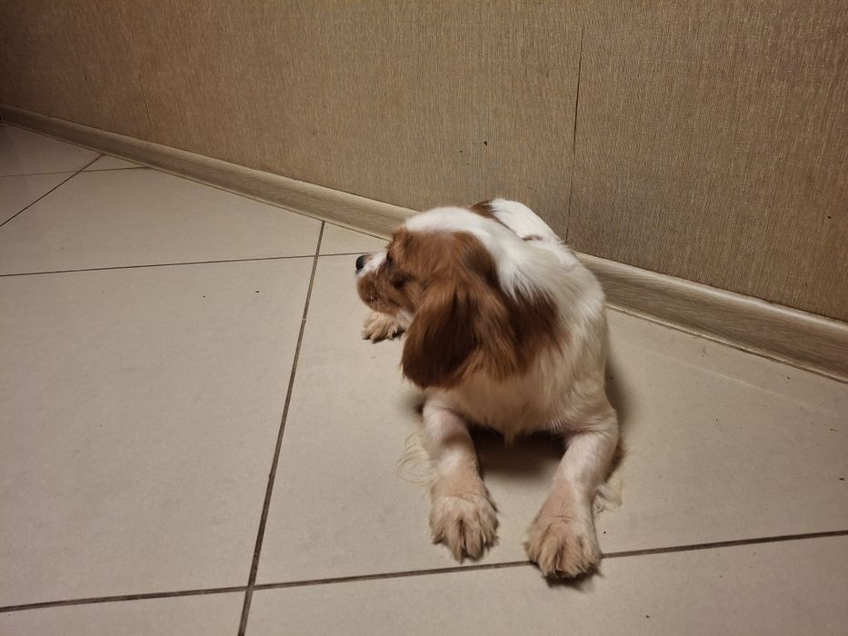 Продам девочку подростка Кавалер Кинг Чарльз Спаниель.