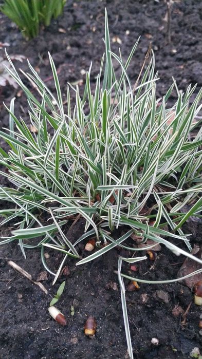 Хости, кам'яні рози, седуми, брунера, фізостегія та багато інших