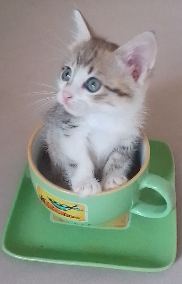 Кошеня в добрі руки
