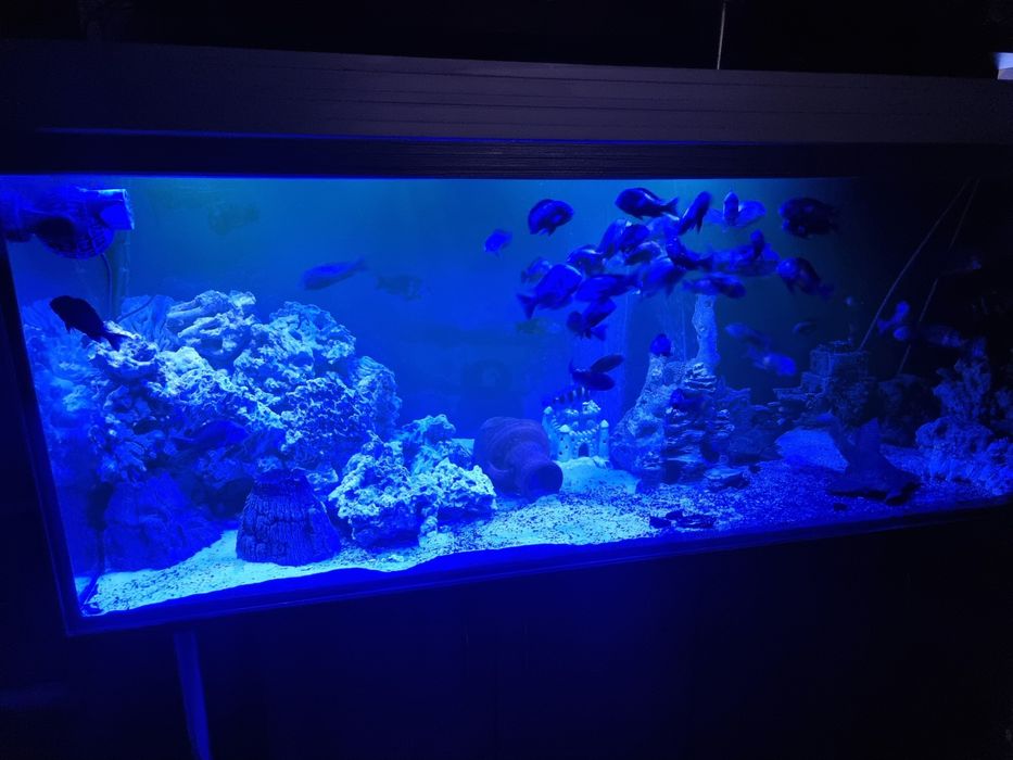 Akwarium 840l kompletne