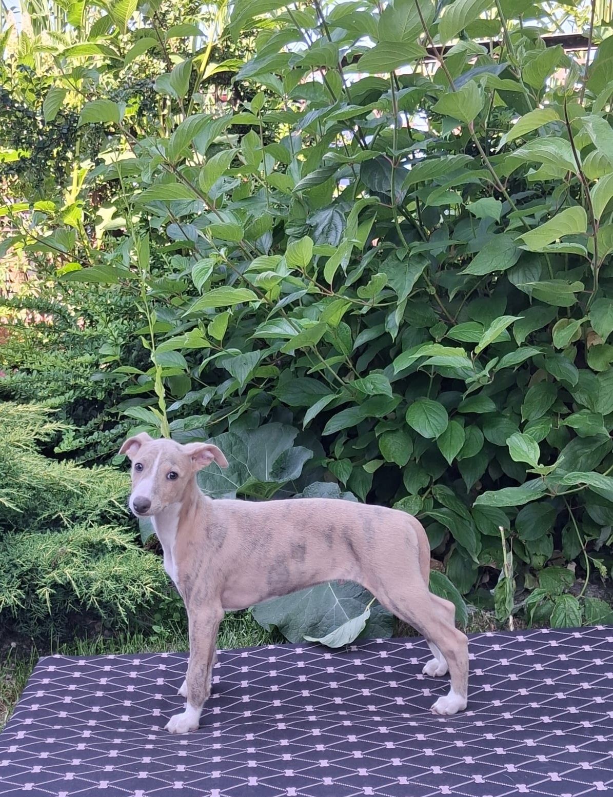 Whippet - błękitno pręgowany chłopiec