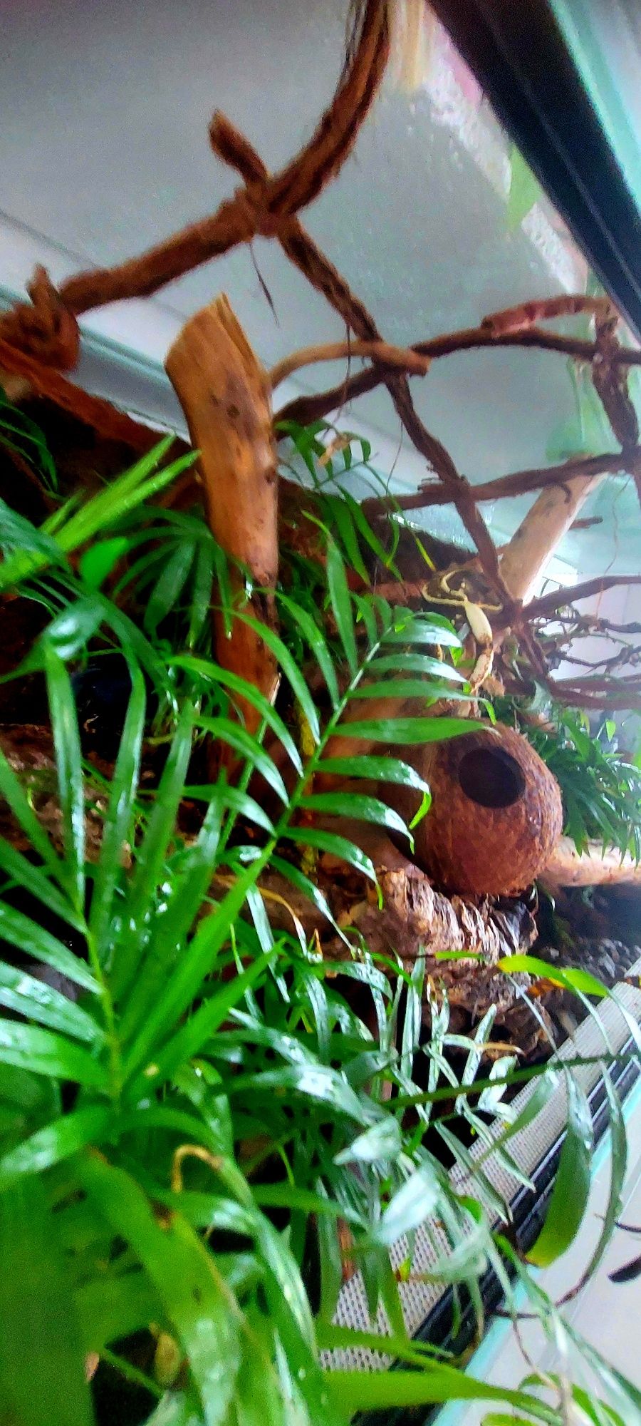 Terrarium tropikalne
