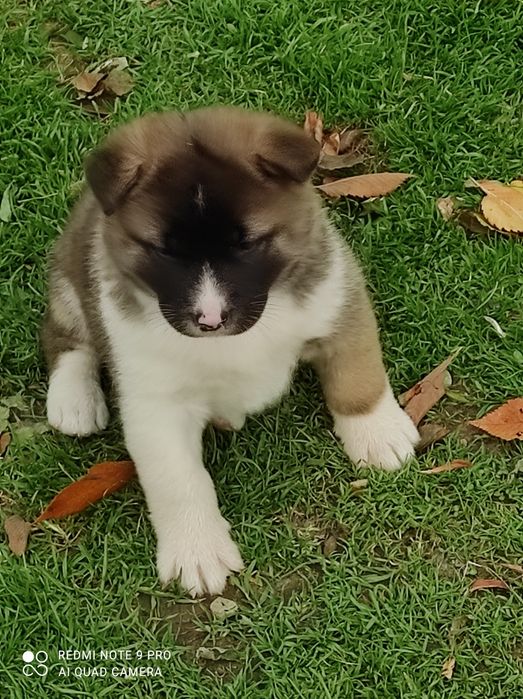 Akita Amerykanska suczki