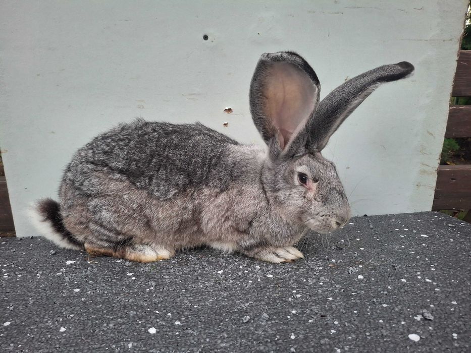 Kroliki samice Belgijskie