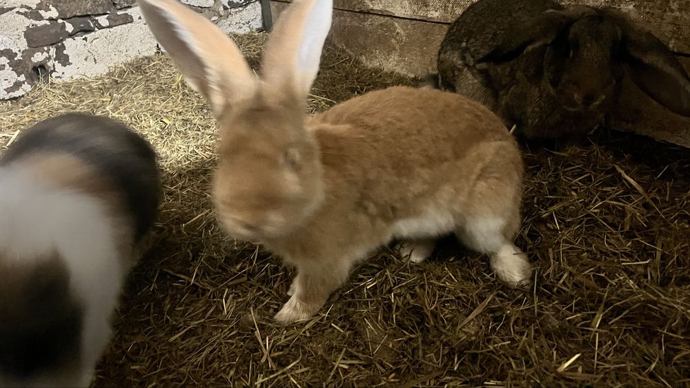 Krolik olbrzym belgijski