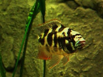 Nimbochromis livingstonii.Pyszczaki  z Malawi.