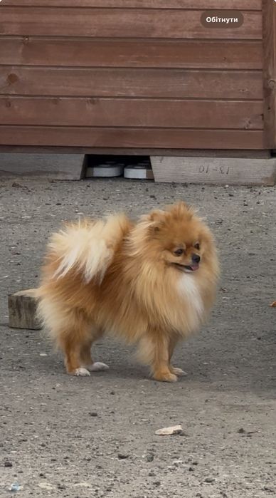 Pomeranian Szpic miniaturowy– pies hodowlany z rodowodem
