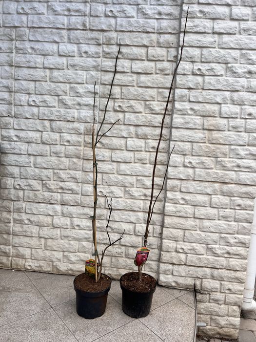 Магнолия разные сорта!Гортензия, рододендрон, азалия,клематис