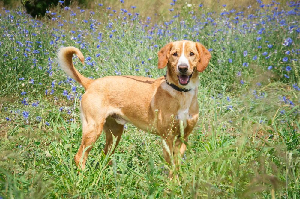 Pluto - piękny i wymagający psiak do pokochania.