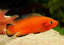 Czerwieniak hemichromis exsul