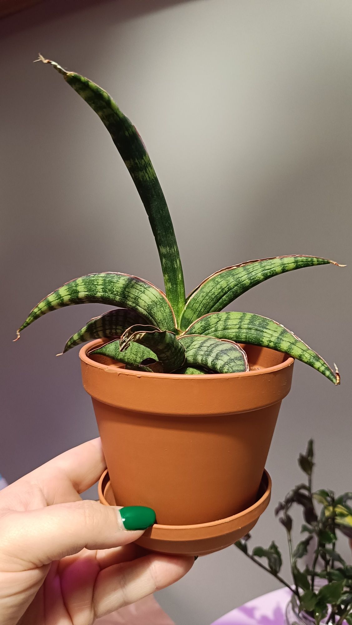 Sansevieria 'Lady Gaga' roślina kolekcjonerska