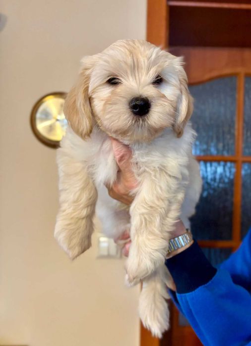 Hawańczyk szczenię z rodowodem ZKwP-wychowany w domu, otoczony troską