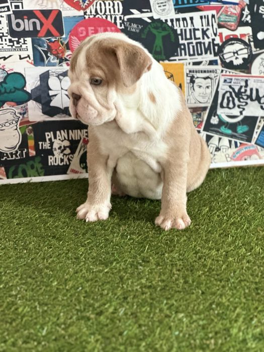 Bullgog ingles femea lilac