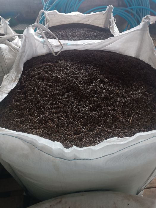 Продам насіння гречки сорт Пенні