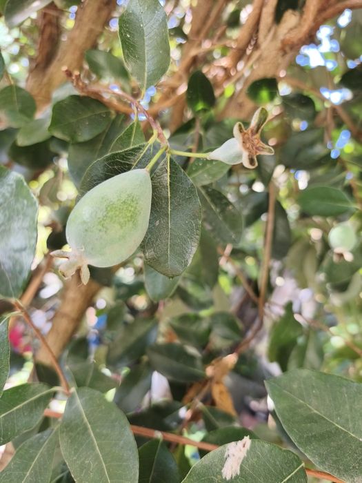 Árvores frutíferas exóticas e tropicais