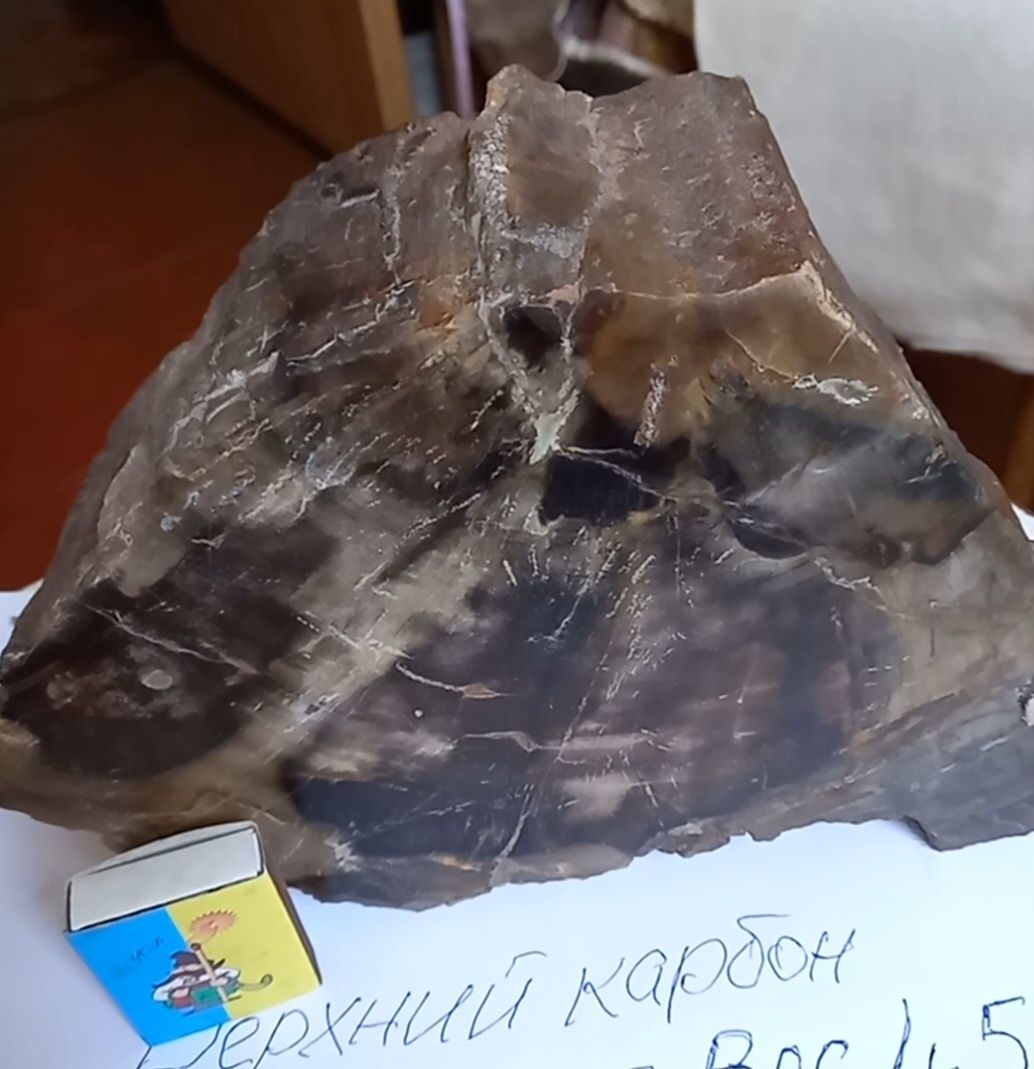 Продам окаменелое дерево из коллекции