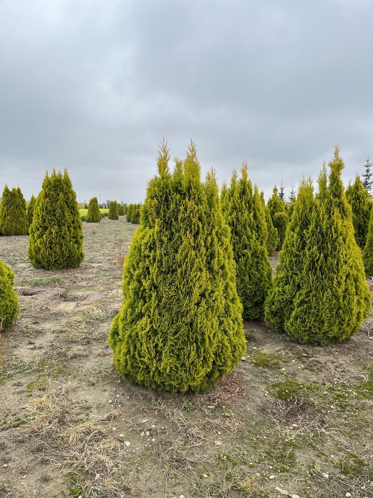 Thuja occidentalis 'Janed Gold' Żywotnik  zachodni 2,0-2,5 m