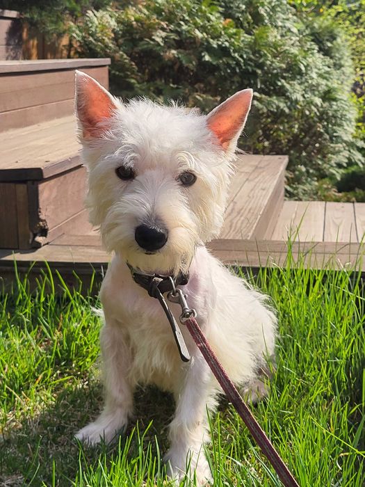 Унікальна пропозиція-цуценя Вест Хайленд Уайт Тер'єр, для виїзду